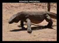 komodo2_small.jpg